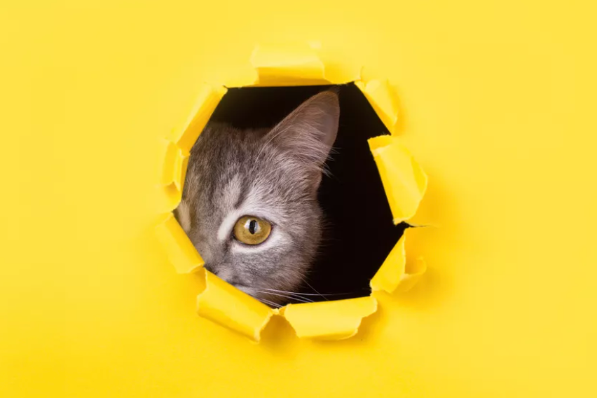 Transversalidades Fotografia.png