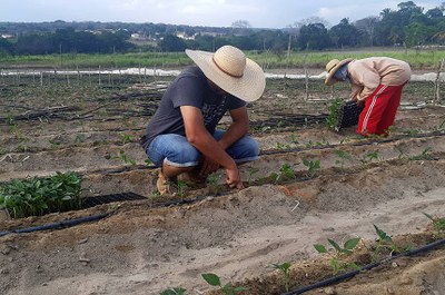 Foto de um homem e uma mulher em uma roça de agricultura familiar | Crédito: Marcos Oliveira/Agência Senado 