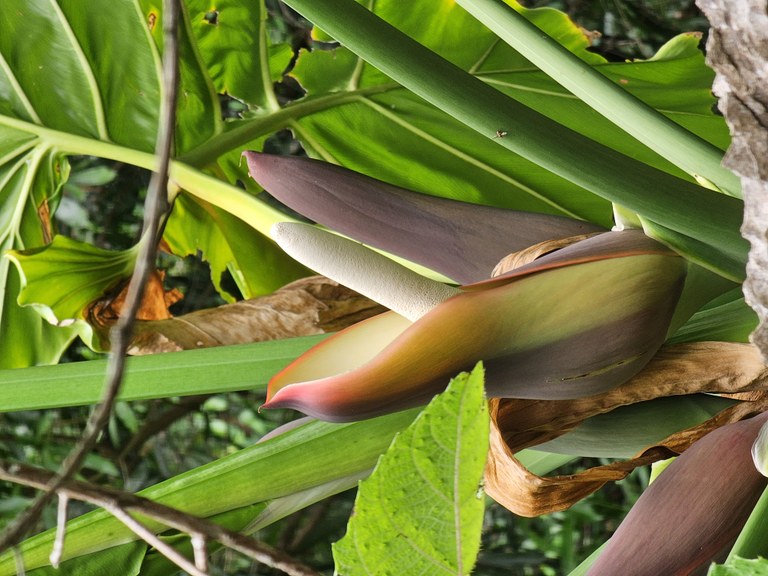 Nova espécie de planta