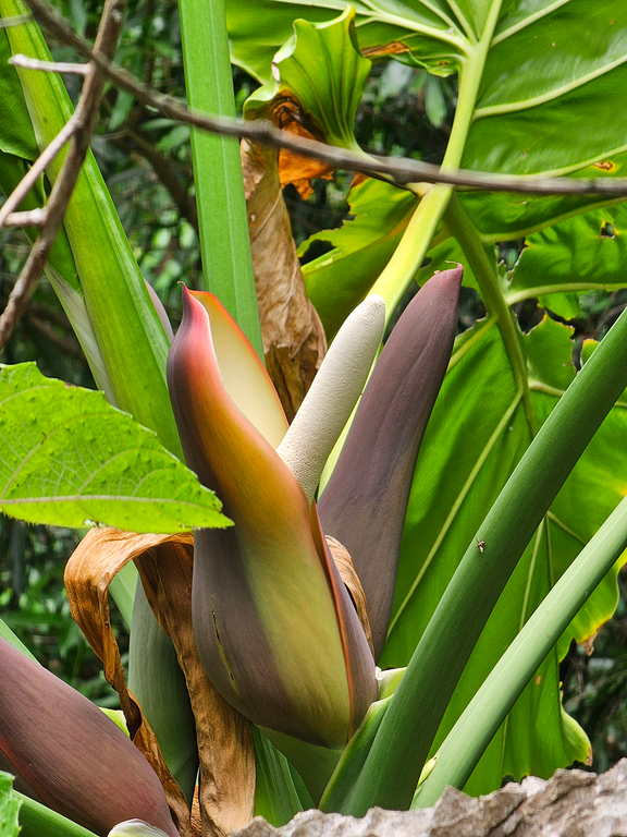 Nova planta SD