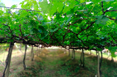 Imagem de plantação de uva na Fazenda Escola do Campus da UFOB de Barra