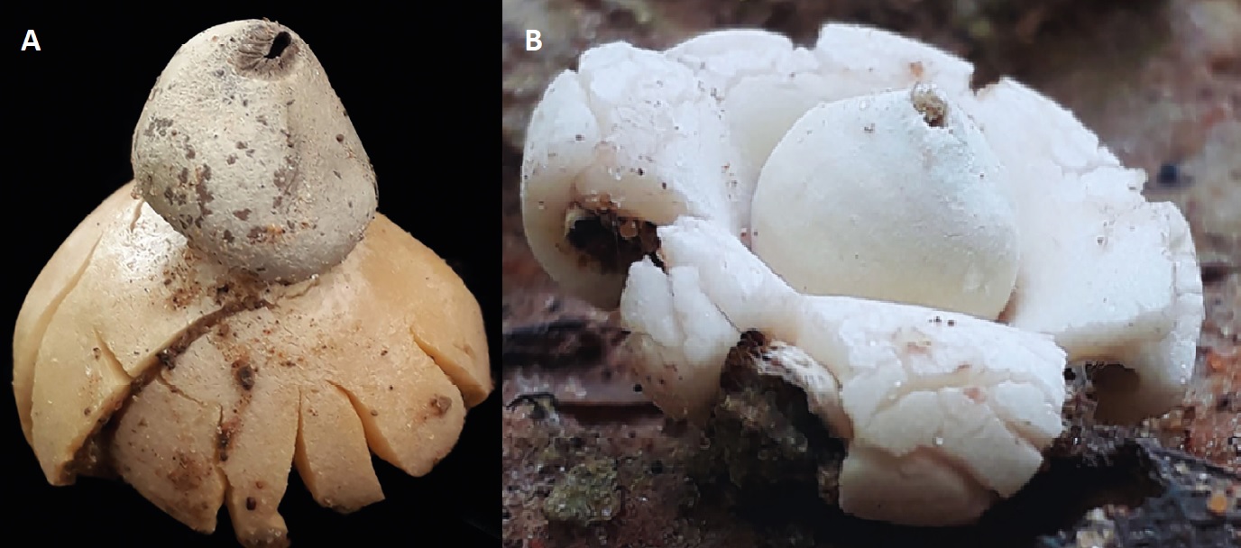 Pesquisa realizada em parceria entre a UFOB e UFRN descobre duas espécies novas dos "fungos-estrela-da-terra" na proximidade do Rio de Ondas, em Barreiras
